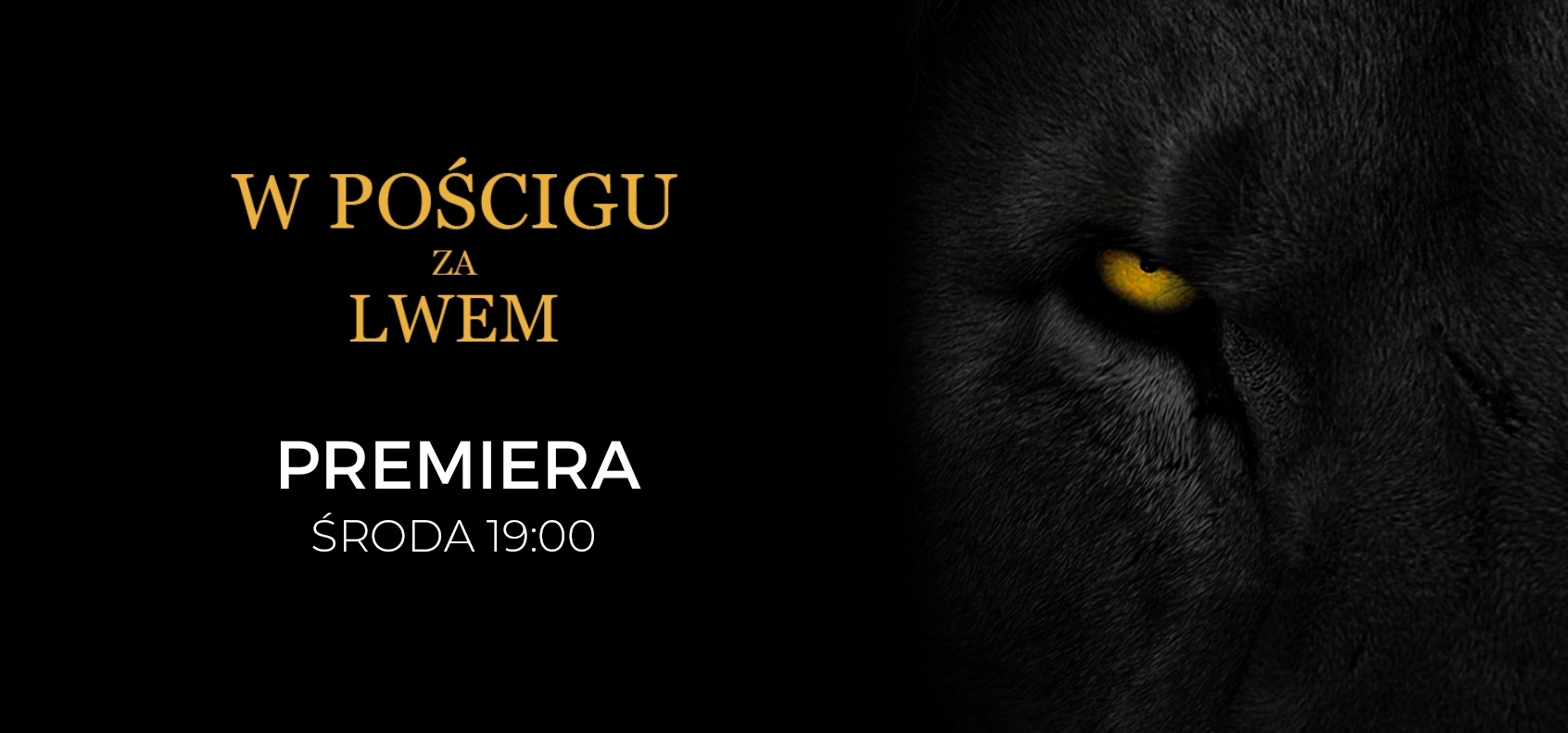 W pościgu za lwem